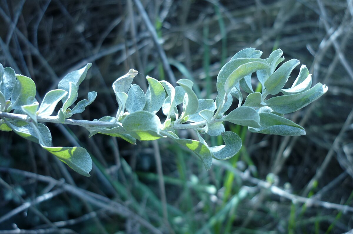 Atriplex