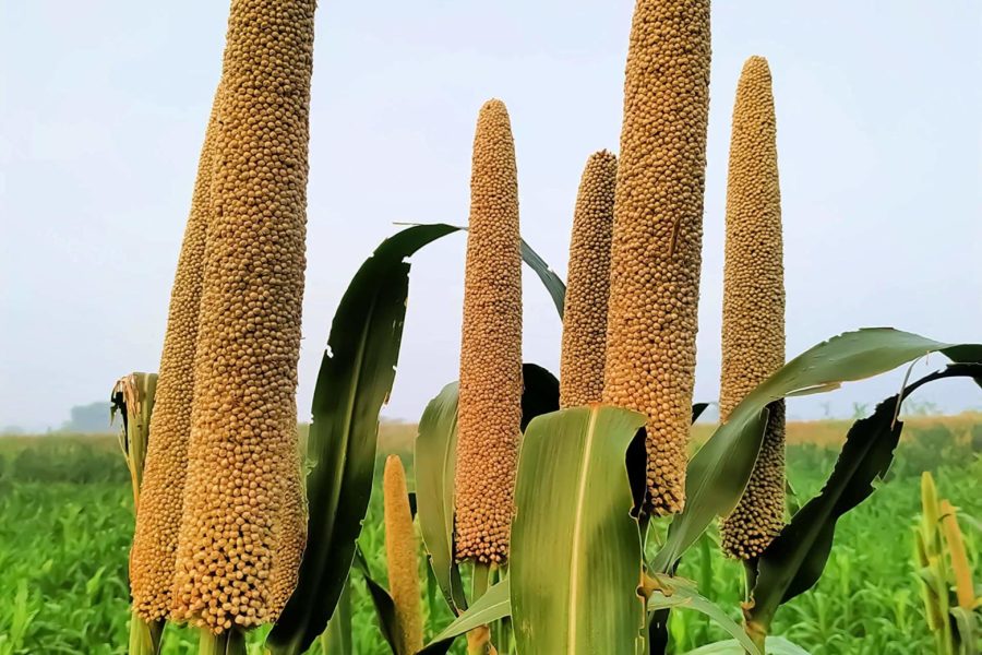 Pearl Millet