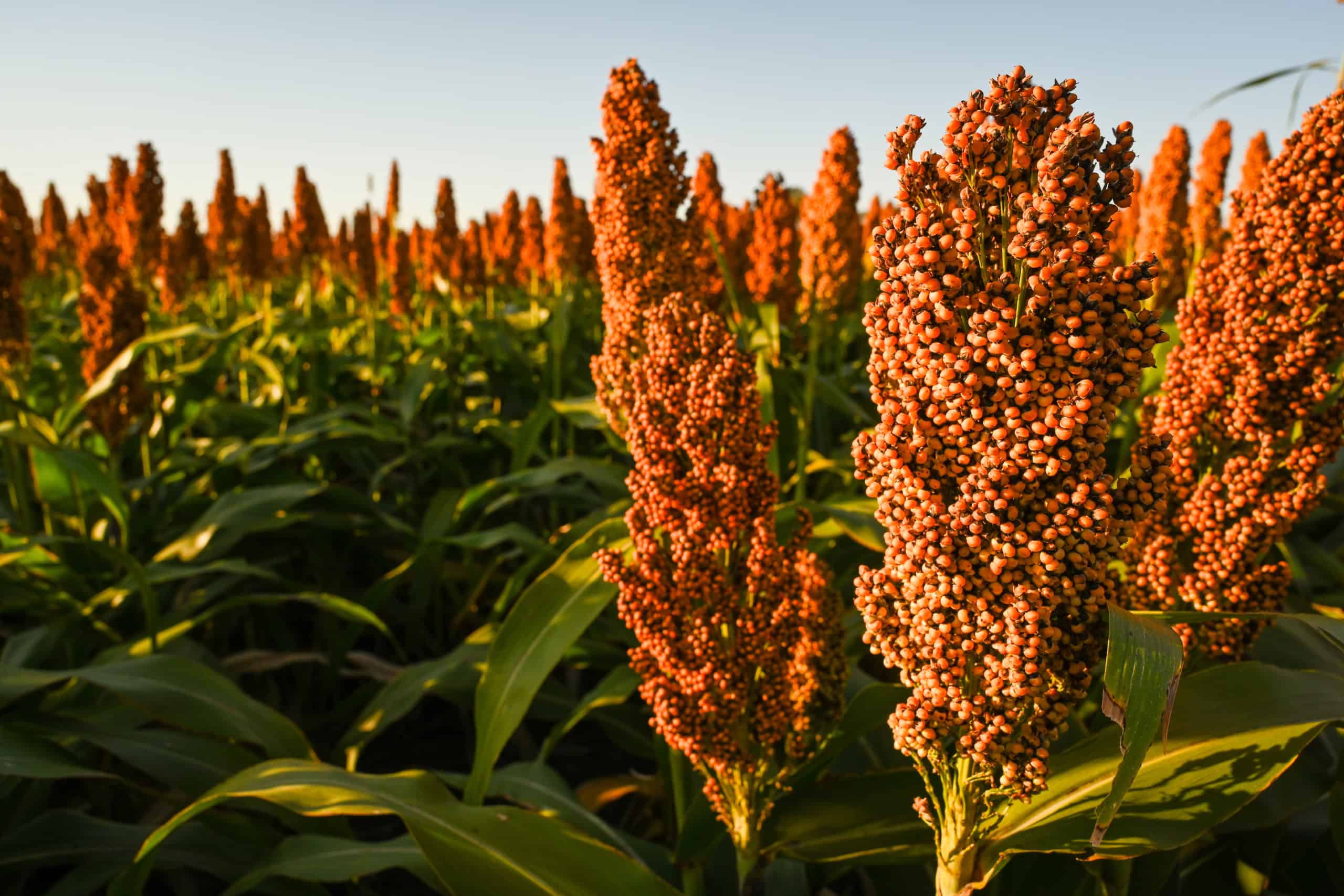 Sorghum