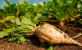 Sugar Beet