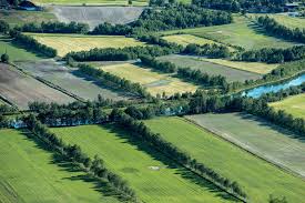 Agroforestry Windbreaks